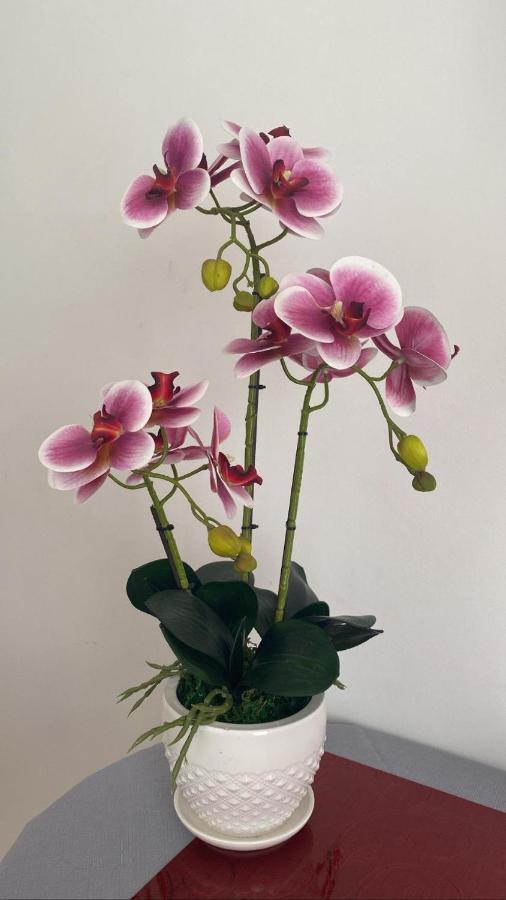 ונטימיגליה Affittacamere L'Orchidea מראה חיצוני תמונה